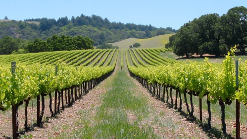 Symmetrical Vineyard View with Rolling Hills