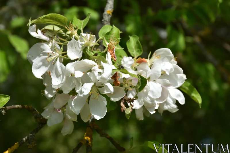 Delicate Apple Flowers Free Stock Photo