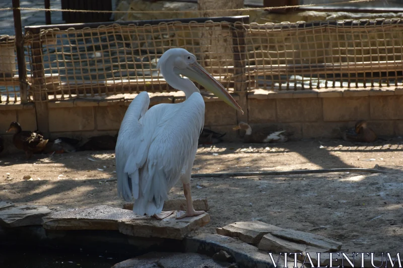 Pelican in its Natural Habitat Free Stock Photo