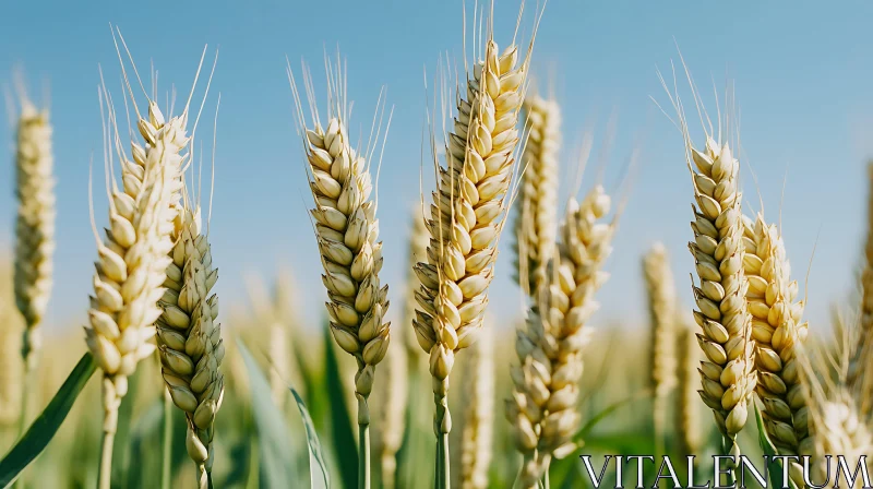 Ripe Wheat Stalks Against Azure Sky AI Image