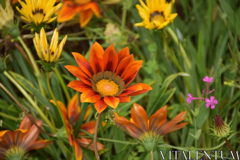 Colorful Garden Gazania Flowers Free Stock Photo