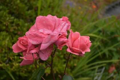 Serene Pink Roses with Dew Drops