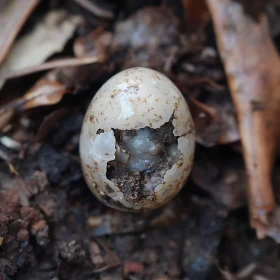 Broken Egg Among Soil and Organic Matter