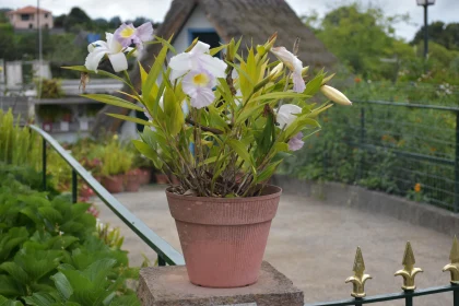 Orchids in Bloom