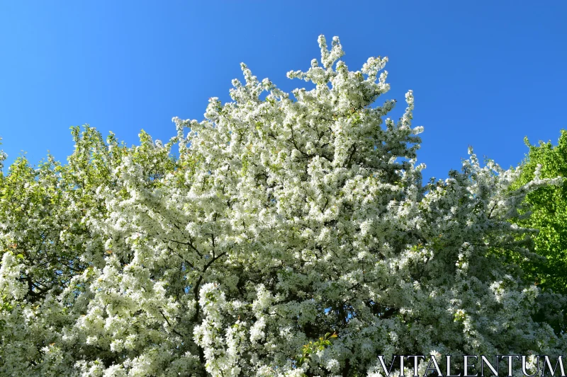 Blooming Tree Under Blue Sky Free Stock Photo