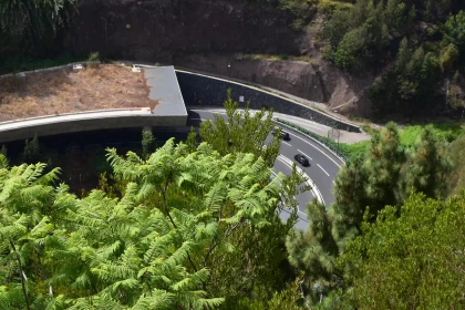 Winding Road through Lush Greenery