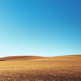 Vast Golden Field Under Clear Blue Sky