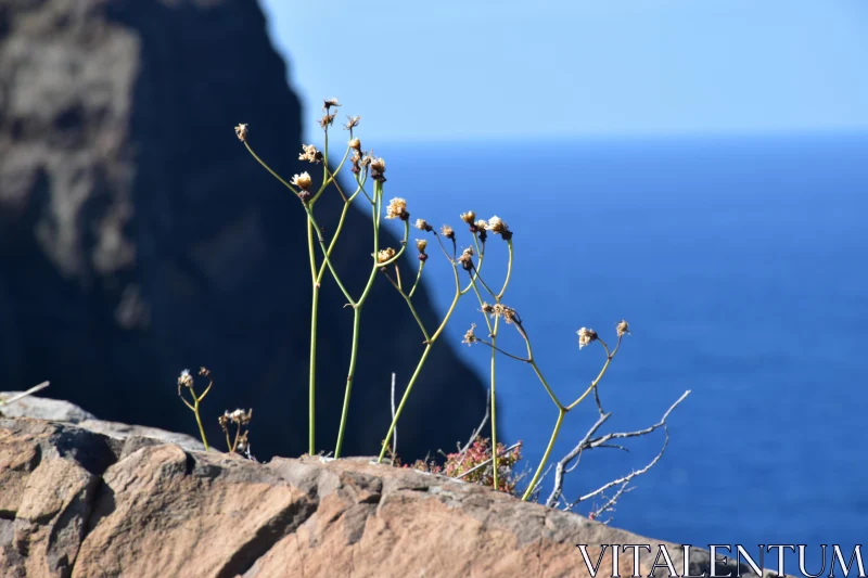 Plants on Rocky Ledge by the Ocean Free Stock Photo