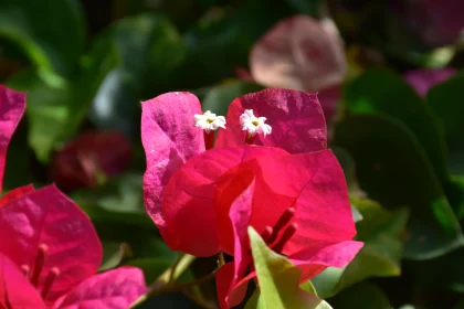 Fuchsia Bougainvillea Flowery Close-up Free Stock Photo