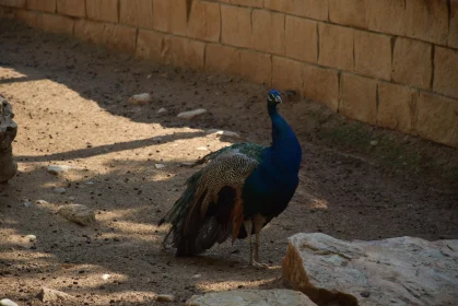 Peacock with Vibrant Plumage