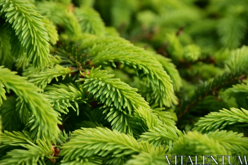 Detailed Evergreen Foliage Free Stock Photo