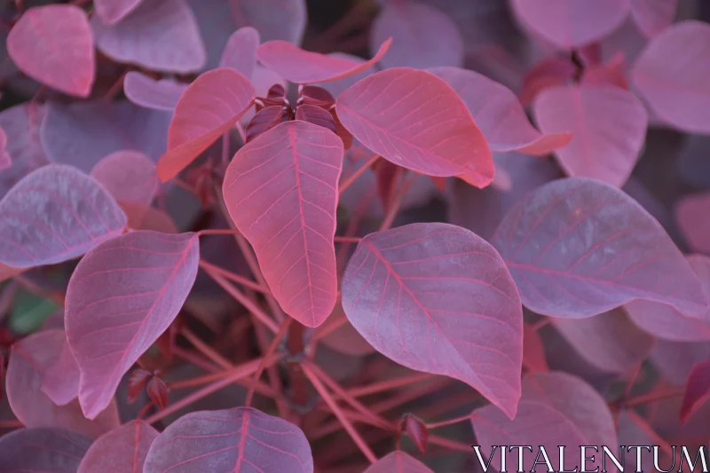 Colorful Foliage Display Free Stock Photo