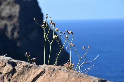 Plants on Rocky Ledge by the Ocean