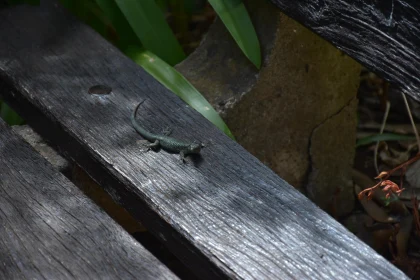 Lizard Basking in Sunlight