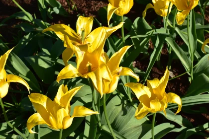 Cheerful Yellow Tulips in a Sunlit Garden