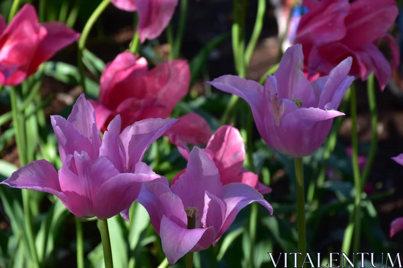 Vibrant Pink Tulips in Full Bloom Free Stock Photo