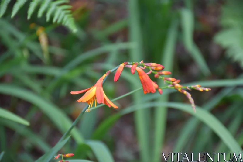 PHOTO Orange Flowers in Nature