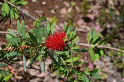 Vivid Red Bottlebrush Blooms in Nature