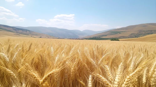 Scenic Wheat Field Landscape