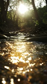 Sunlit Stream in a Forest