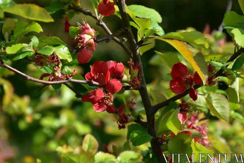 Garden Featuring Red Blossoms Free Stock Photo