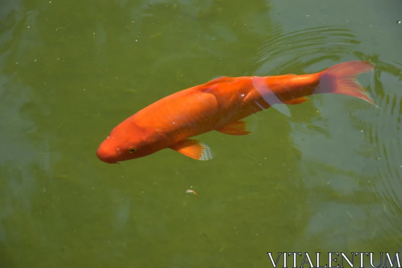 Tranquil Koi Swimming Free Stock Photo