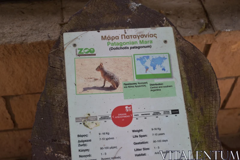 PHOTO Educational Display of Patagonian Mara