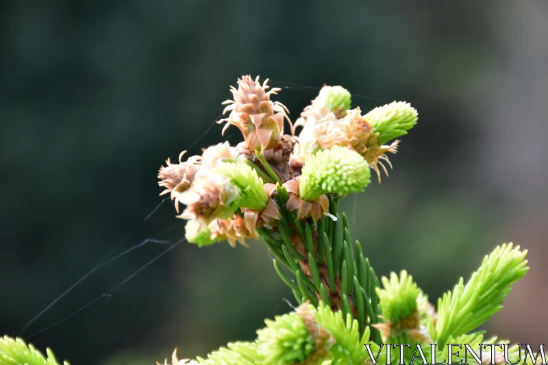 Sprouting Pine Buds Close-Up Free Stock Photo