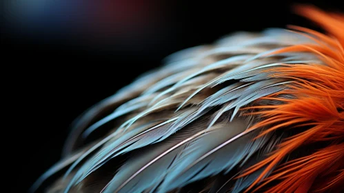 Stunning Feather Art: Orange and Blue Feather on a Black Background