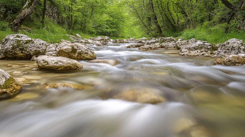 Serene Stream in Verdant Forest