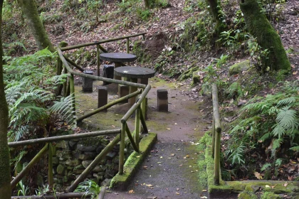 Rustic Forest Trail with Mossy Accents