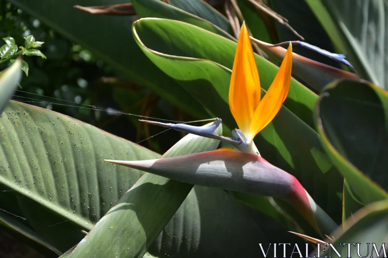 Orange and Green Tropical Flower Free Stock Photo