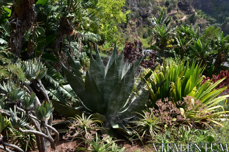 Serene Tropical Garden with Agave Free Stock Photo