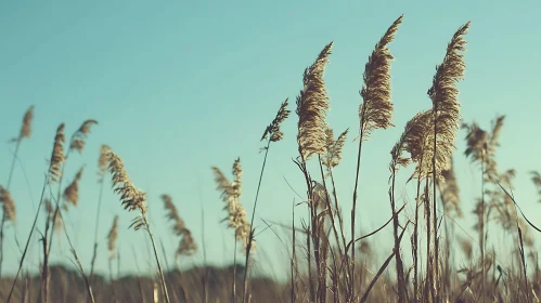 Tall Grass in a Sunny Field