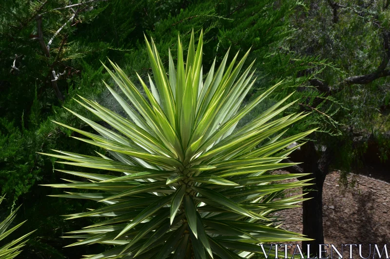 Sunlit Green Plant with Sharp Leaves Free Stock Photo