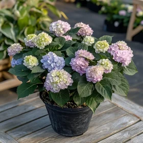 Hydrangea Flowers in a Pot