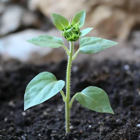Young Sunflower Sprout in Soil