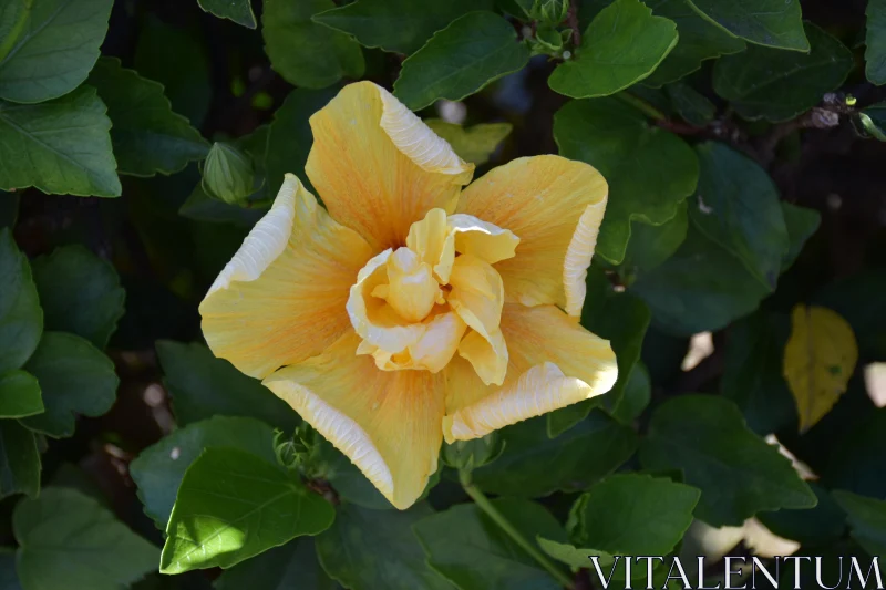 Vibrant Hibiscus Blossom Amidst Green Leaves Free Stock Photo