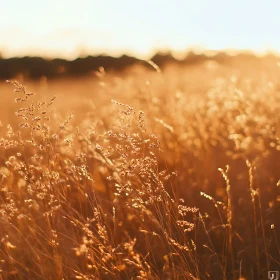 Amber Waves of Grain