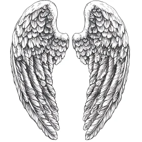 Feathered Wings Drawing Illustration