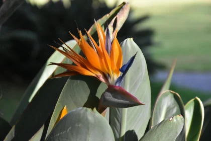 Tropical Bird of Paradise