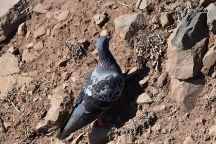 Pigeon Among Rocks