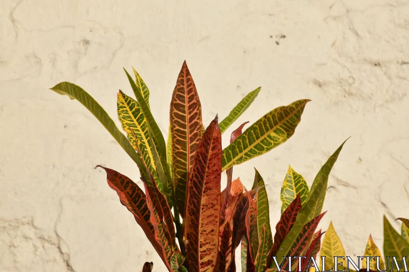 PHOTO Spectrum of Tropical Foliage