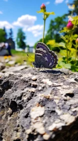 Butterfly on Rock: A Swiss Styled Nature's Tale