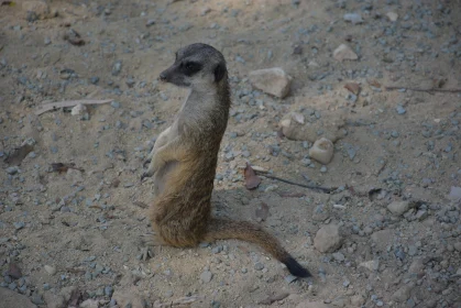 Suricate Observing Surroundings