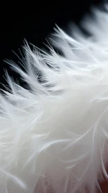 White Feathers Close-up: A Study in Subdued Lighting and Contrast