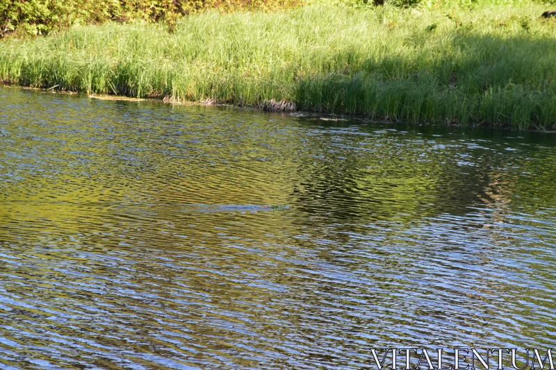 Calm River and Lush Grasses Free Stock Photo