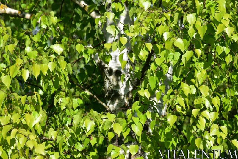 PHOTO Birch Leaves and Tree Trunk