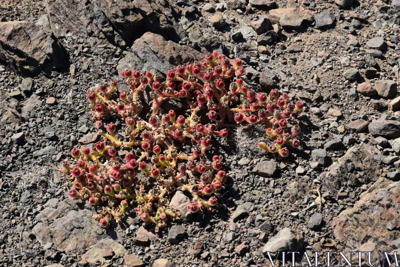 Survival of Desert Flora Free Stock Photo