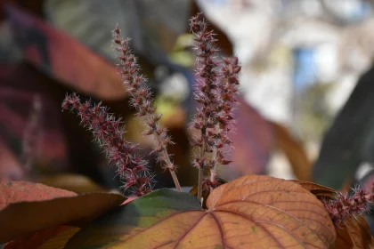 Colorful Foliage and Seed Pods